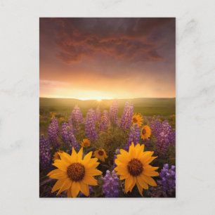 Cartão Postal Sunset Daisies