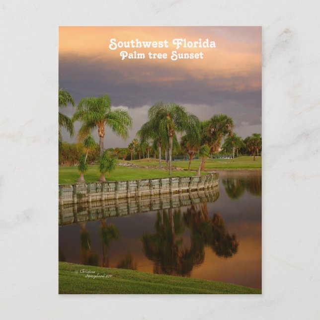Cartão postal Sunset de Árvore Palm da Flórida (Frente)