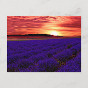 Cartão Postal Sunset de Campo de lavanda