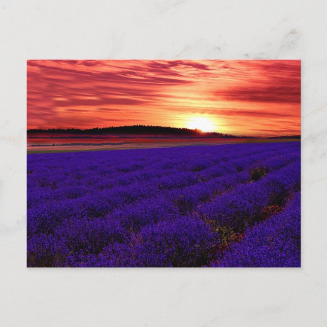 Cartão Postal Sunset de Campo de lavanda (Frente)
