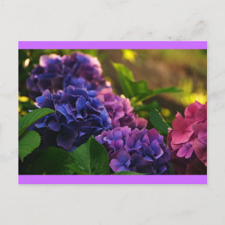 Cartão Postal Sunset em Hydrangeas