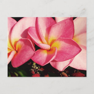 Cartão Postal Sunset Hawaiian Plumeria Frangipani Trio