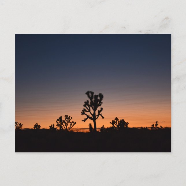 Cartão Postal Sunset Joshua Trees (Frente)