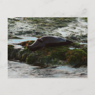 Cartão Postal Sunset Lit Harbor Seal II em San Diego