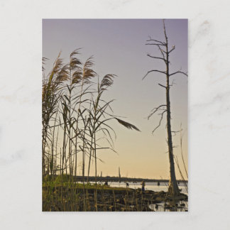 Cartão Postal Sunset no pântano da Louisiana