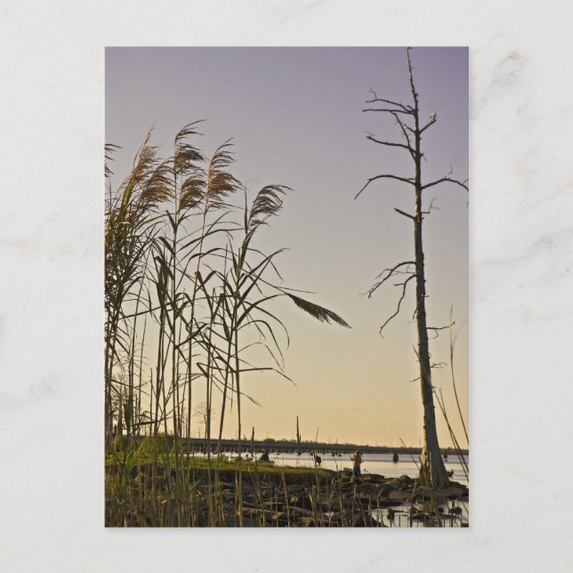 Cartão Postal Sunset no pântano da Louisiana (Frente)