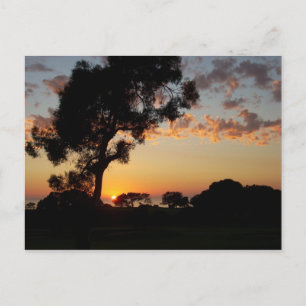 Cartão Postal Sunset nos pinheiros de Torrey