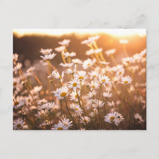 Cartão Postal Sunset Oxeye Daisies (Frente)