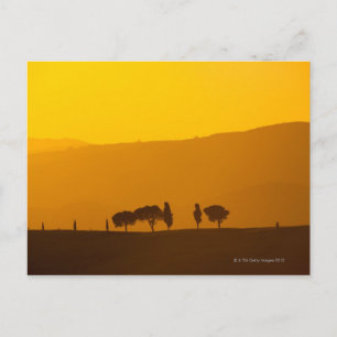 Cartão Postal Sunset sobre ciprestes e pinheiros em Val