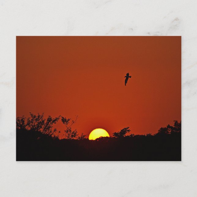 Cartão Postal Sunset Sobre O Marsh (Frente)