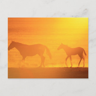 Cartão Postal Sunset Walk