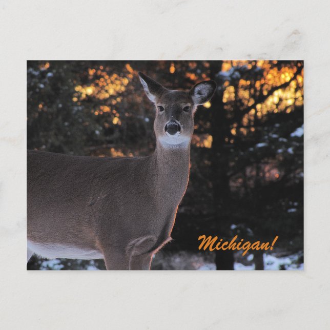 Cartão Postal Sunset Whitetail (Frente)