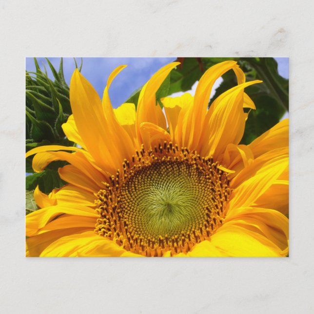 CARTÃO POSTAL SUNSHINE DO SUNFLOWINE ~ PÓS- PÓS- PÓS (Frente)