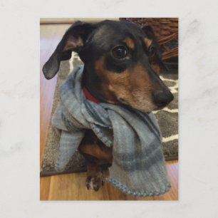 Cartão Postal Super Cão!