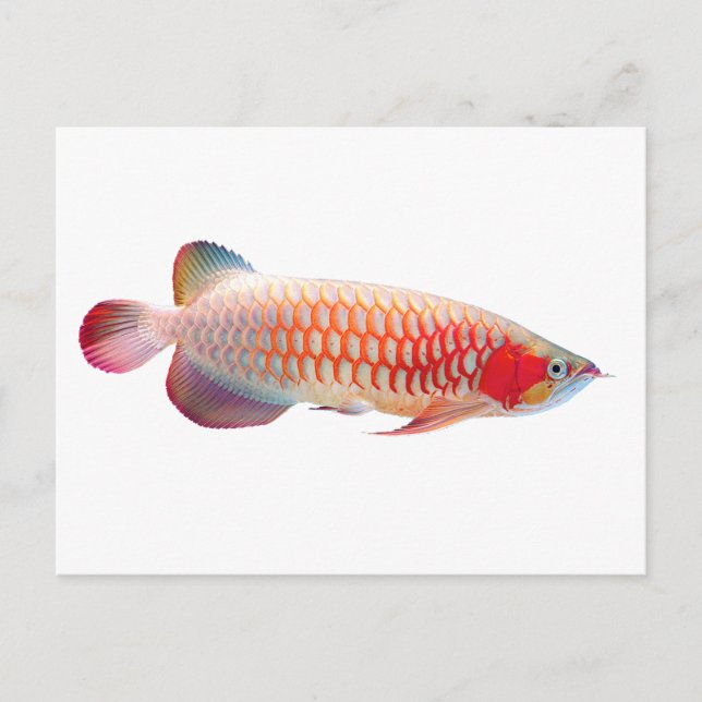 Cartão Postal Super Red Arowana (Frente)