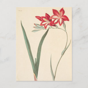 Cartão Postal Superb Corn-Flag