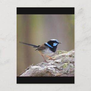 Cartão Postal Superb Fairy-wren