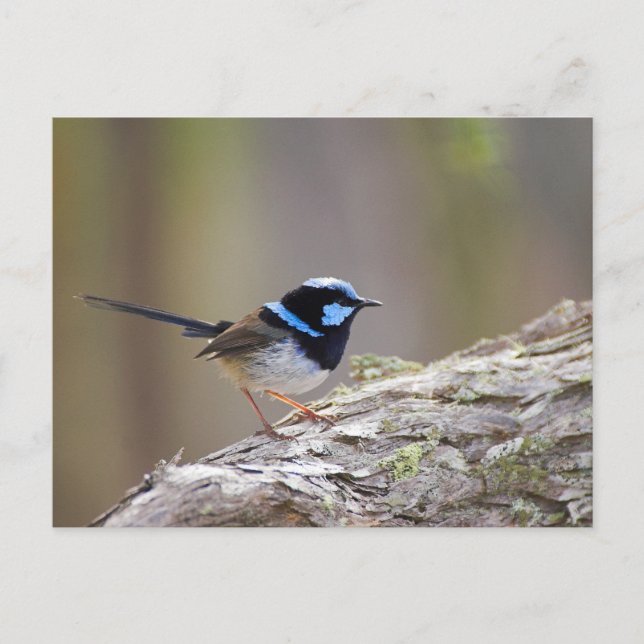Cartão Postal Superb Fairy-wren (Frente)