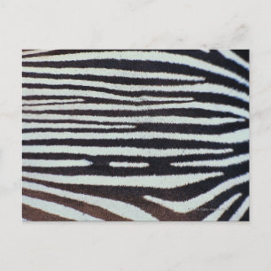 Cartão Postal Superfície da pele do zebra