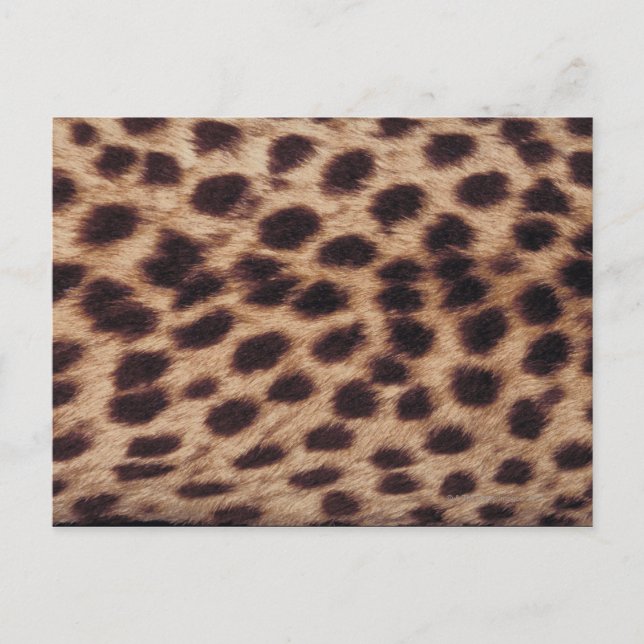 Cartão Postal Superfície do felino avistado (Frente)