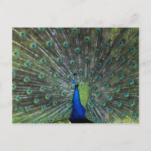 Cartão Postal Suportar do pavão