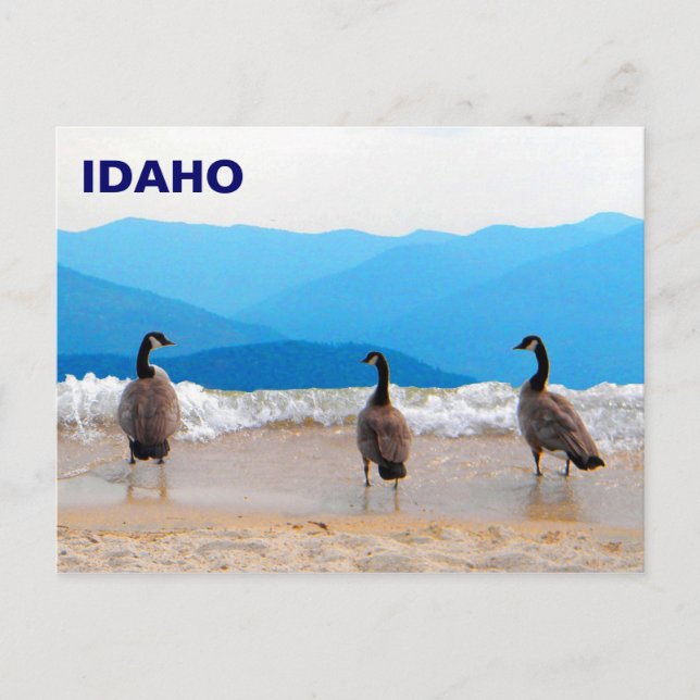 Cartão Postal Surf! - Gansos (Frente)