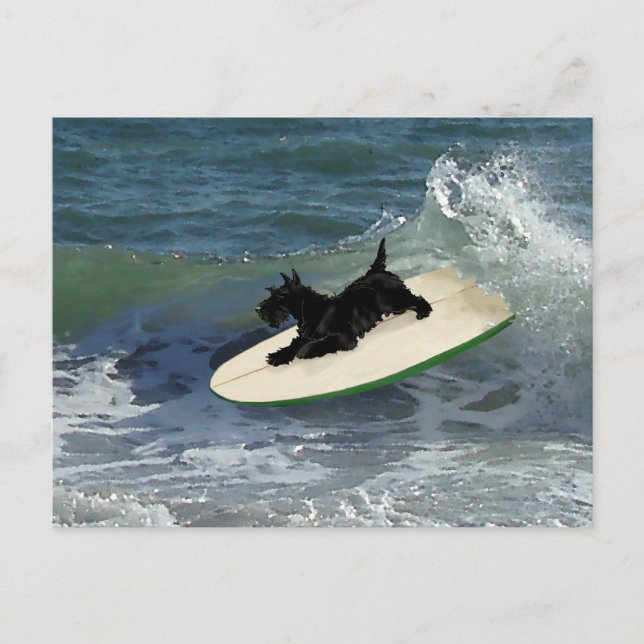 Cartão Postal Surfando Scottish Terrier (Frente)