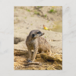 Cartão Postal Suricata