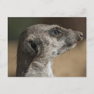 Cartão Postal Suricata