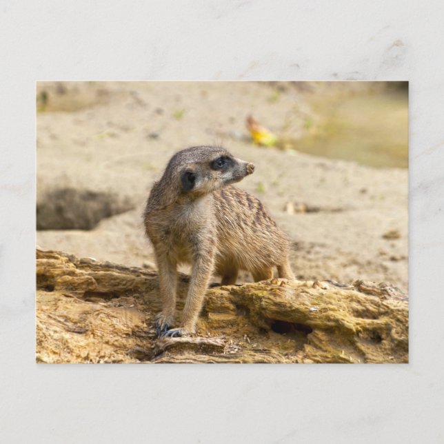 Cartão Postal Suricata (Frente)