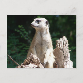 Cartão Postal Suricata