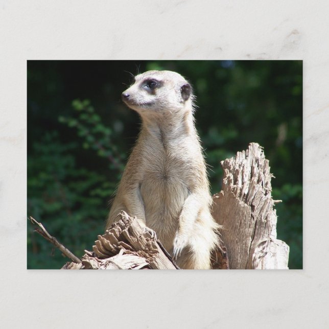 Cartão Postal Suricata (Frente)