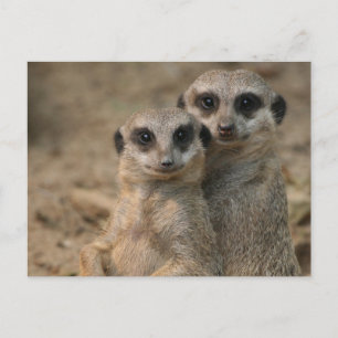 Cartão Postal Suricata 067