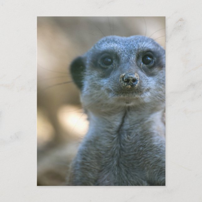 Cartão Postal Suricata engraçada (Frente)