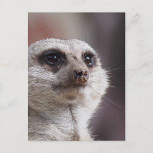 Cartão Postal Suricata Fofa Safari Animal África