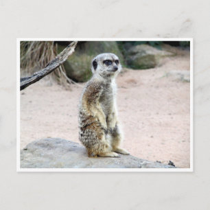 Cartão Postal suricato de meerkat