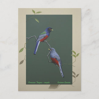 Cartão Postal Surucua Trogon - casal