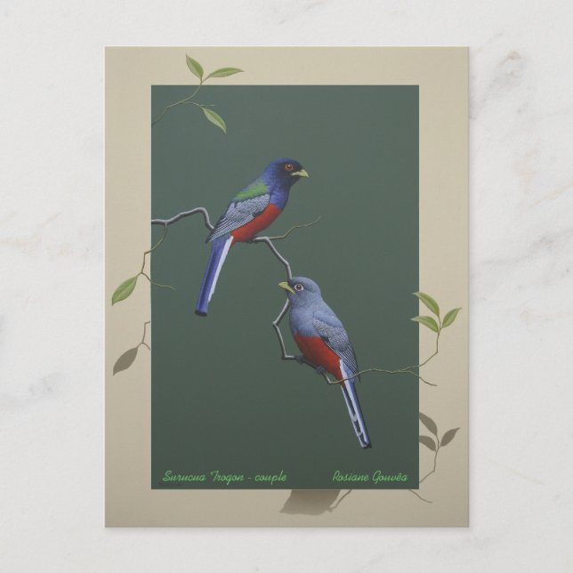 Cartão Postal Surucua Trogon - casal (Frente)
