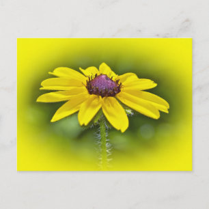Cartão Postal Susan Wildflower de olhos negros