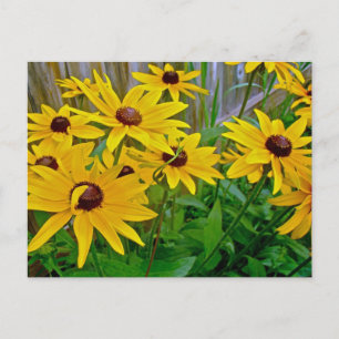 Cartão Postal Susan Wildflower de olhos negros
