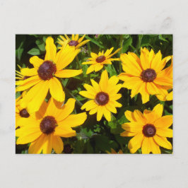 Cartão Postal Susans de Olho Preto - Rudbeckias