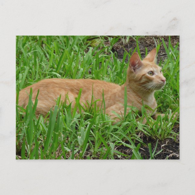 Cartão Postal süße braune Katze (Frente)