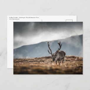Cartão Postal Svalbard Reindeer Nature Foto: