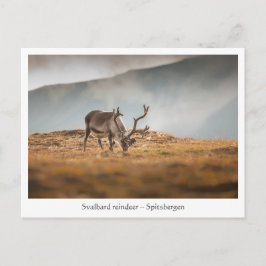 Cartão Postal Svalbard Reindeer Nature Foto: