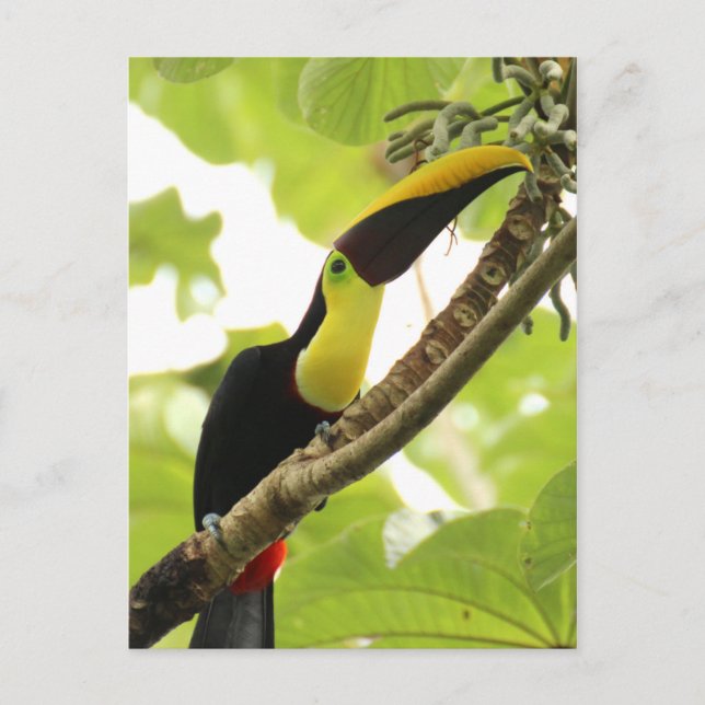 Cartão Postal Swainson Toucan (Frente)