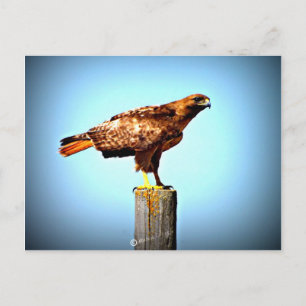 Cartão Postal Swainson's Hawk