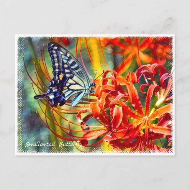 Cartão Postal Swallowtail Butterfly ポストカード (Frente)