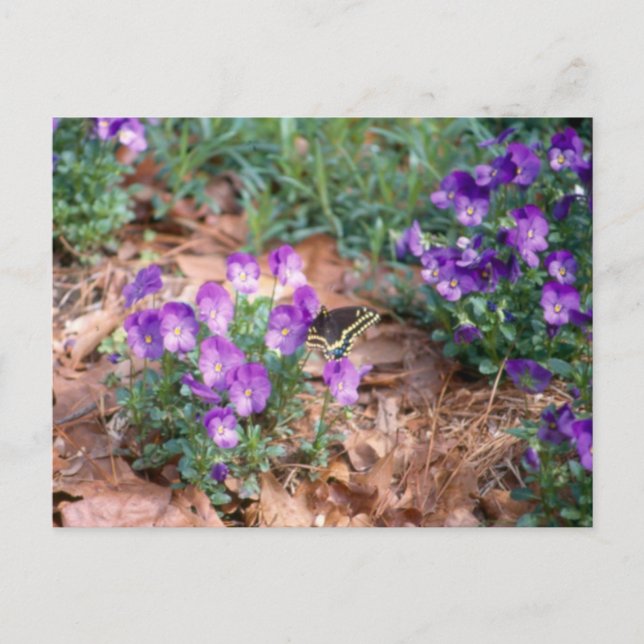 Cartão Postal Swallowtail e Viola Postcard (Frente)