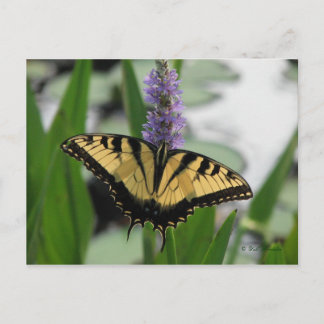 Cartão Postal Swallowtail no Cartão-postal de erva picerel