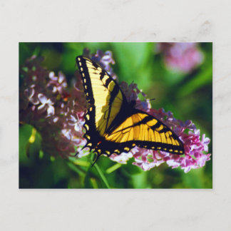 Cartão Postal Swallowtail no Cartão-postal Lilac
